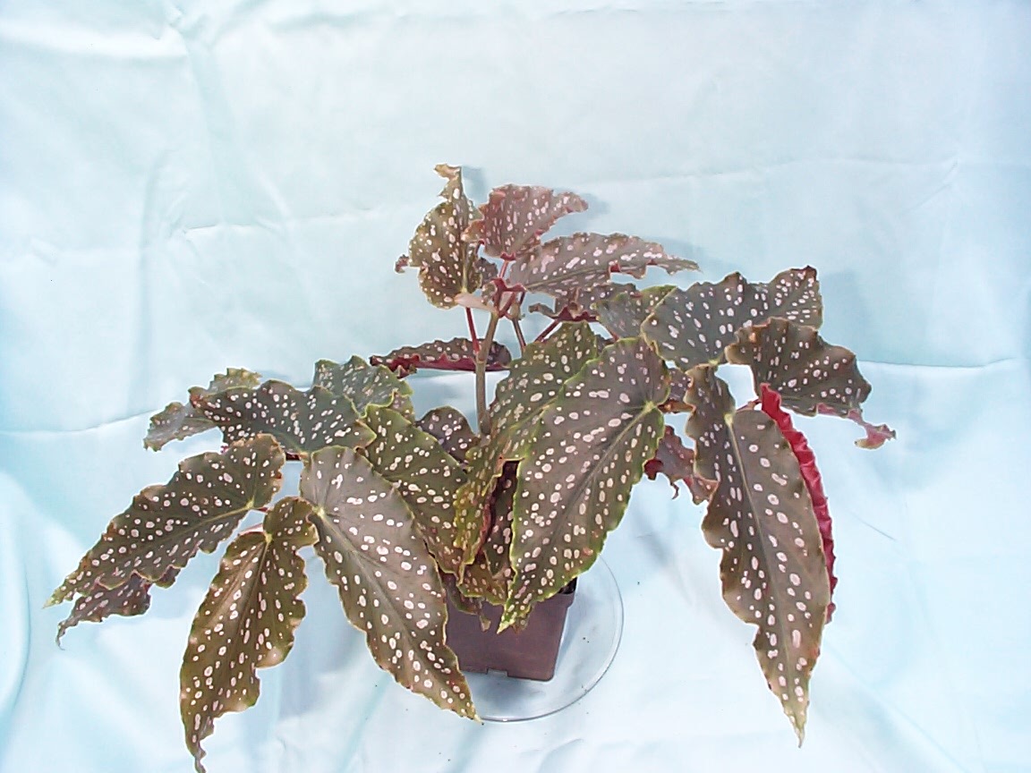 B. ‘Pink Freckles’